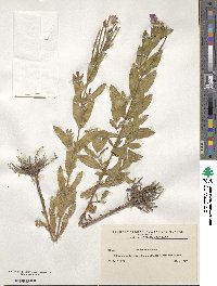 Epilobium hirsutum image