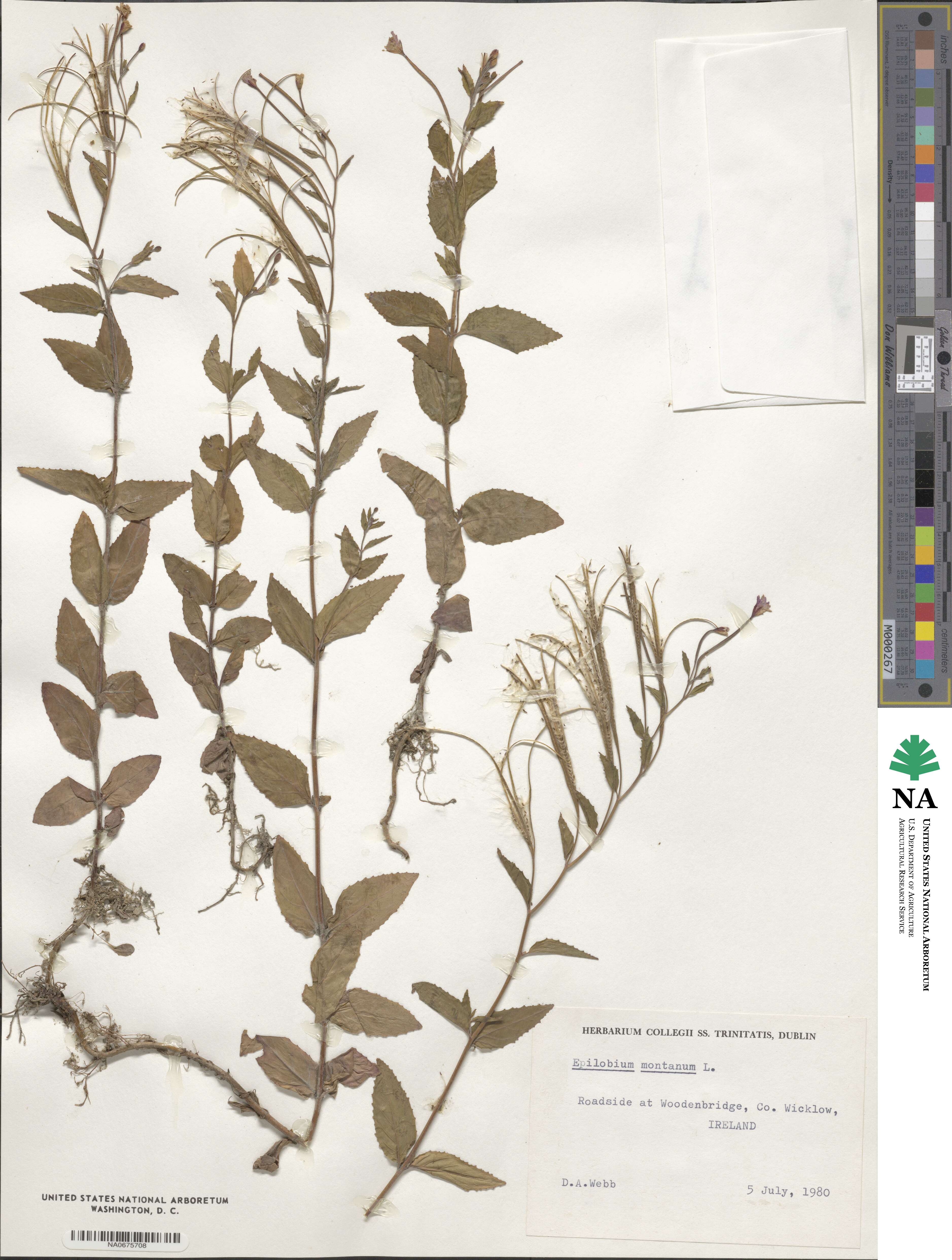 Epilobium montanum image