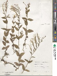 Epilobium montanum image