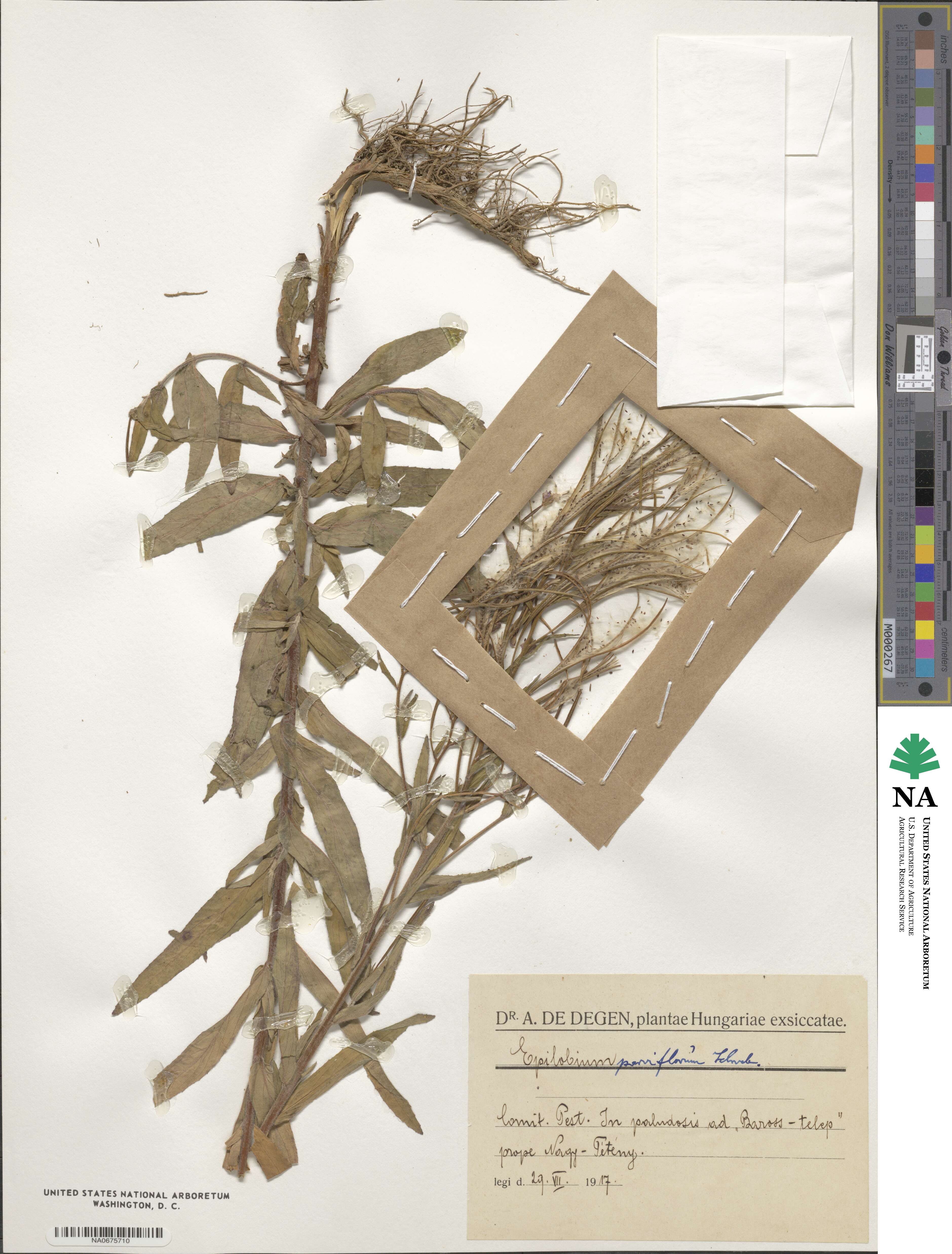 Epilobium parviflorum image