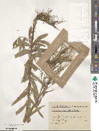 Epilobium parviflorum image