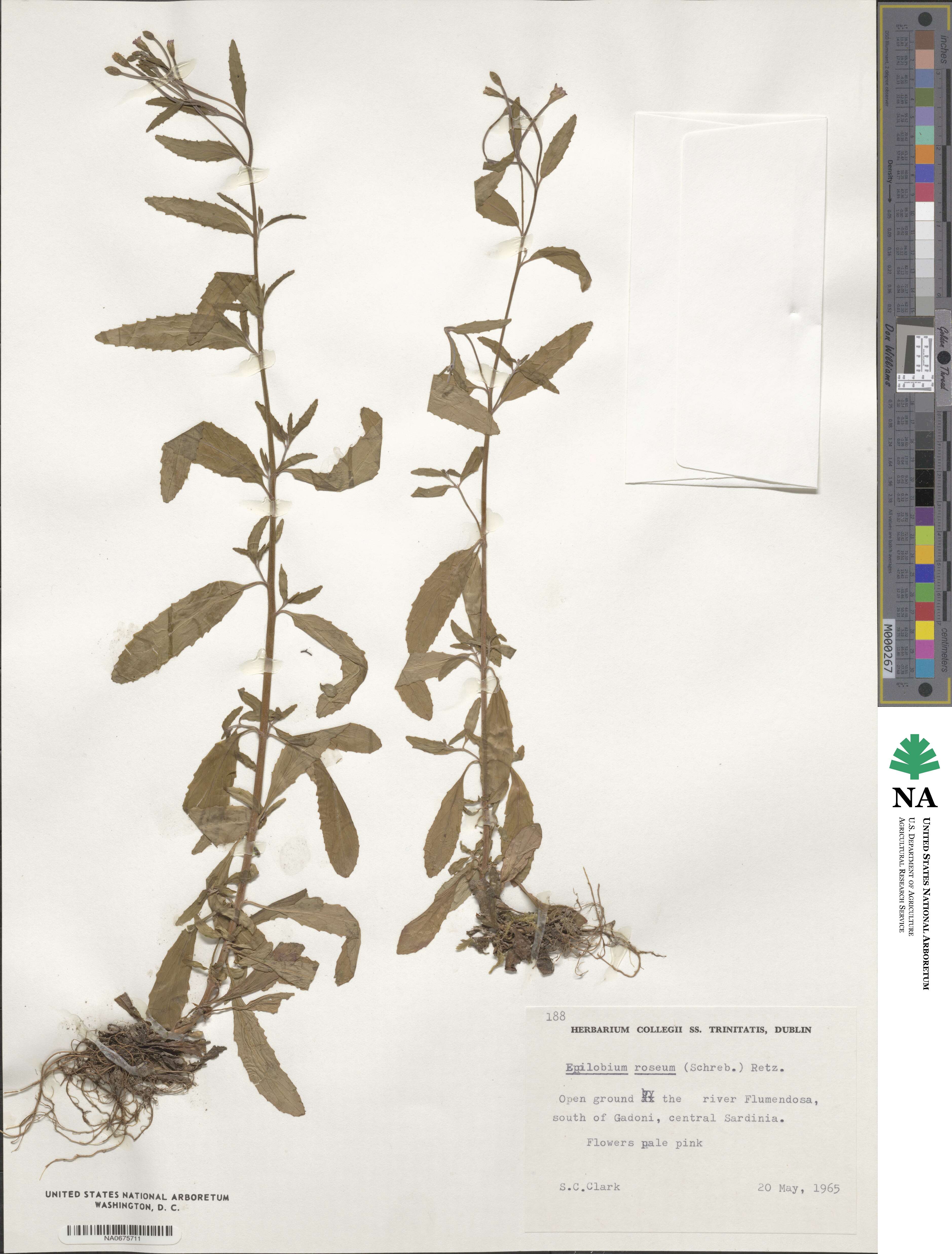 Epilobium roseum image