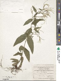 Epilobium tetragonum image