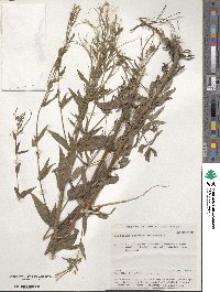 Epilobium ciliatum subsp. ciliatum image