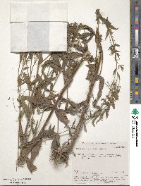 Epilobium ciliatum subsp. ciliatum image