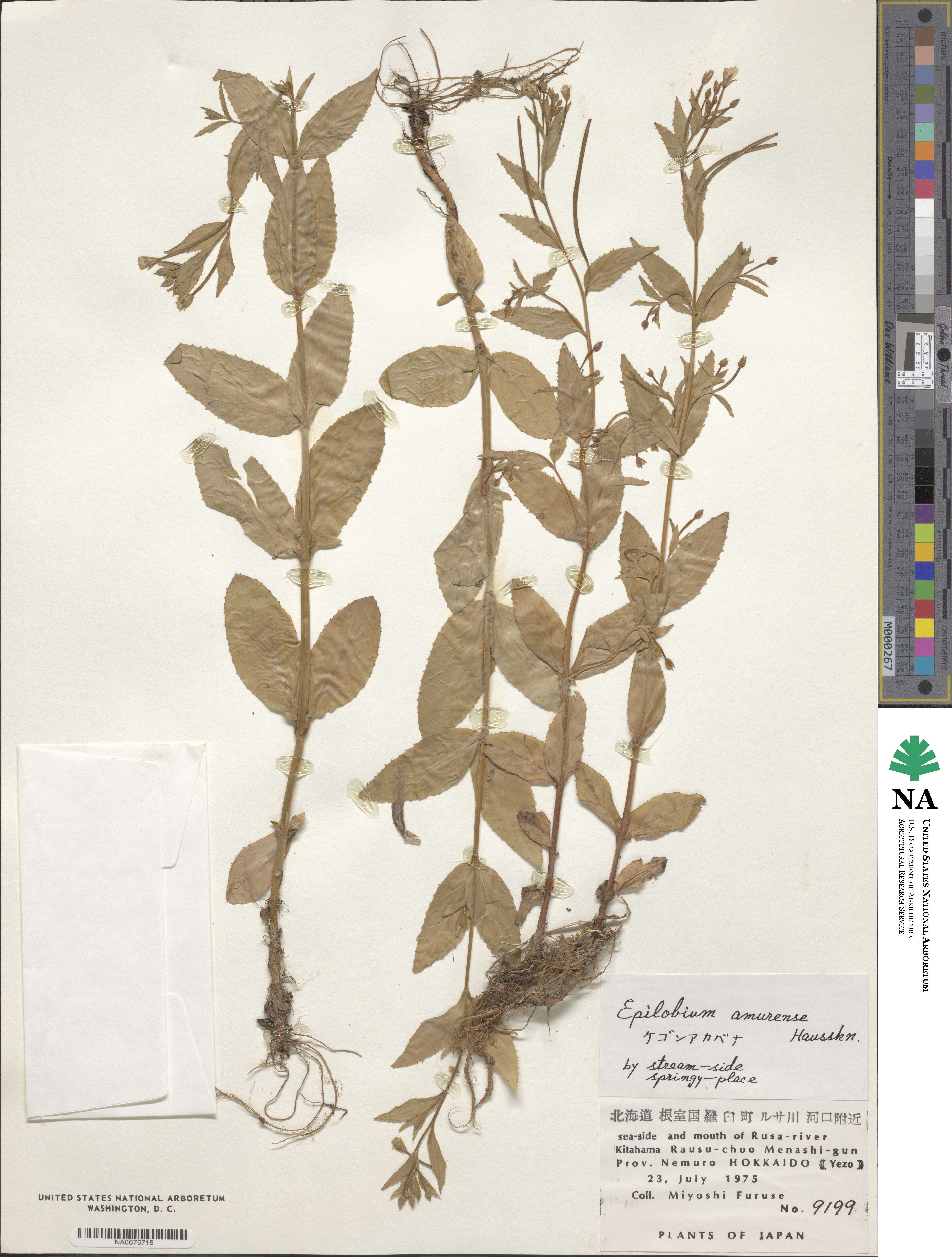 Epilobium amurense image