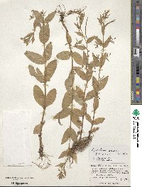 Image of Epilobium amurense