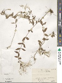 Epilobium amurense image