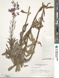 Epilobium angustifolium image