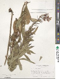 Epilobium angustifolium image