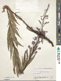 Epilobium angustifolium image