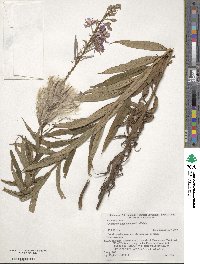 Epilobium angustifolium image