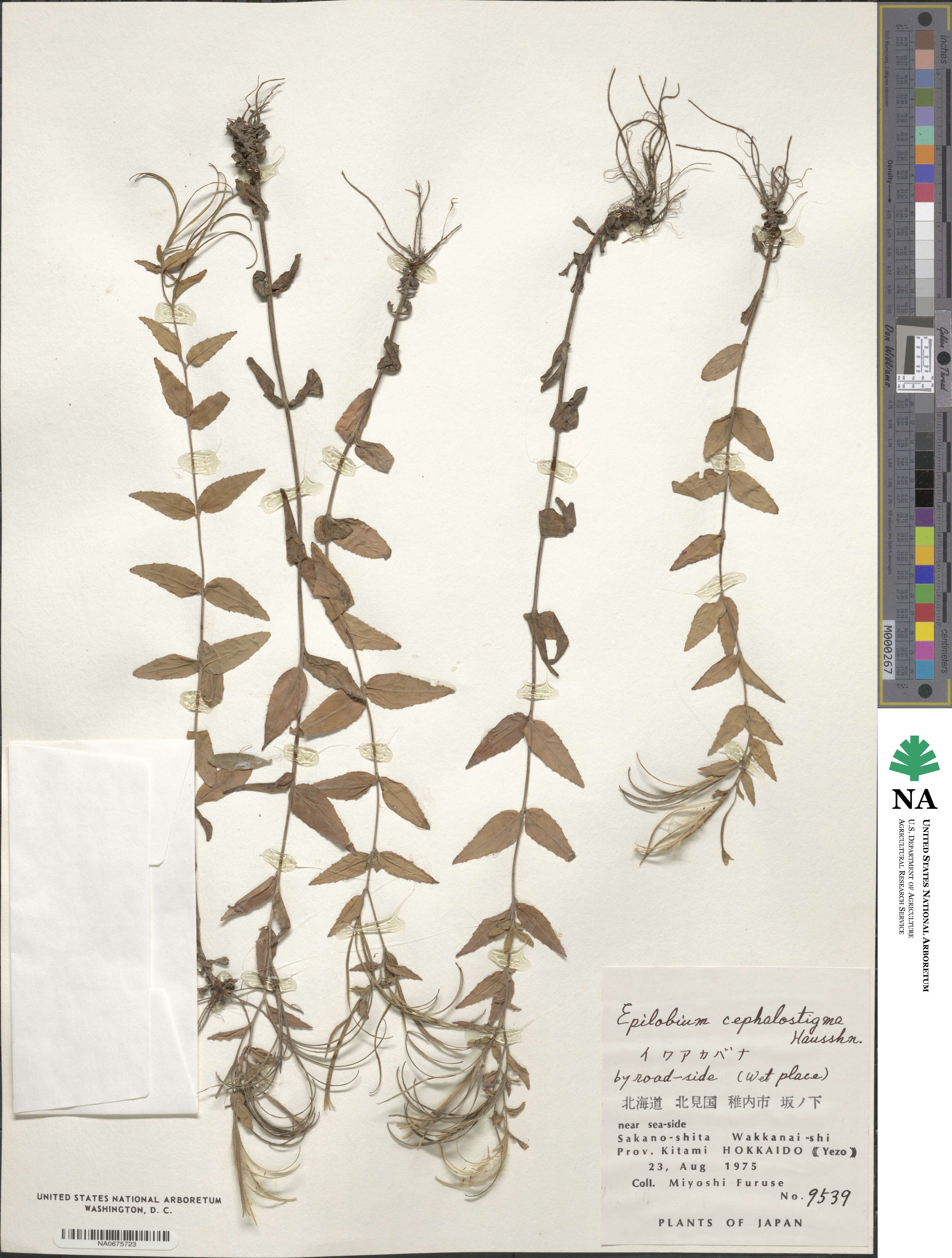 Epilobium amurense subsp. cephalostigma image