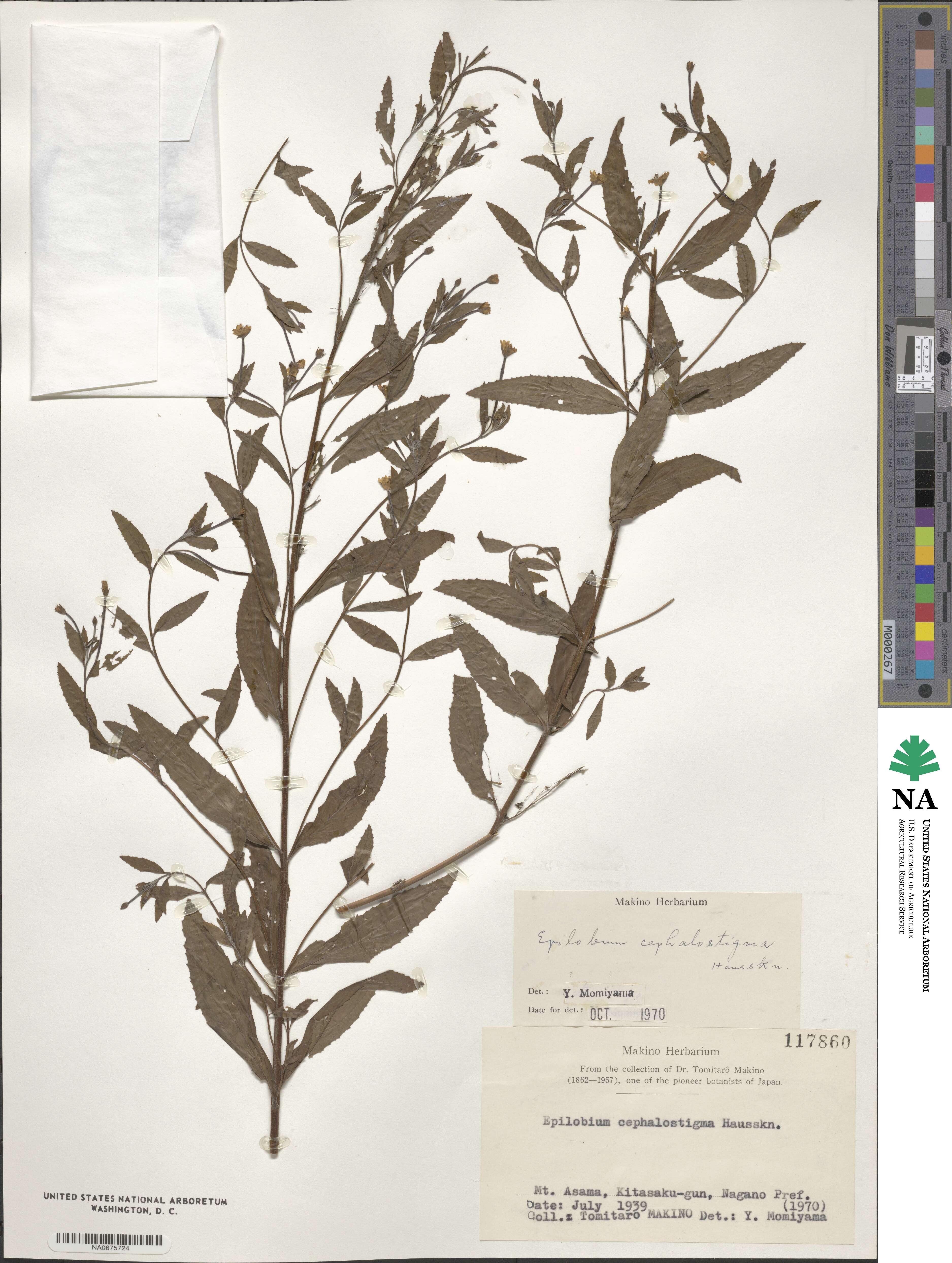 Epilobium amurense subsp. cephalostigma image