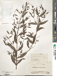 Epilobium amurense image