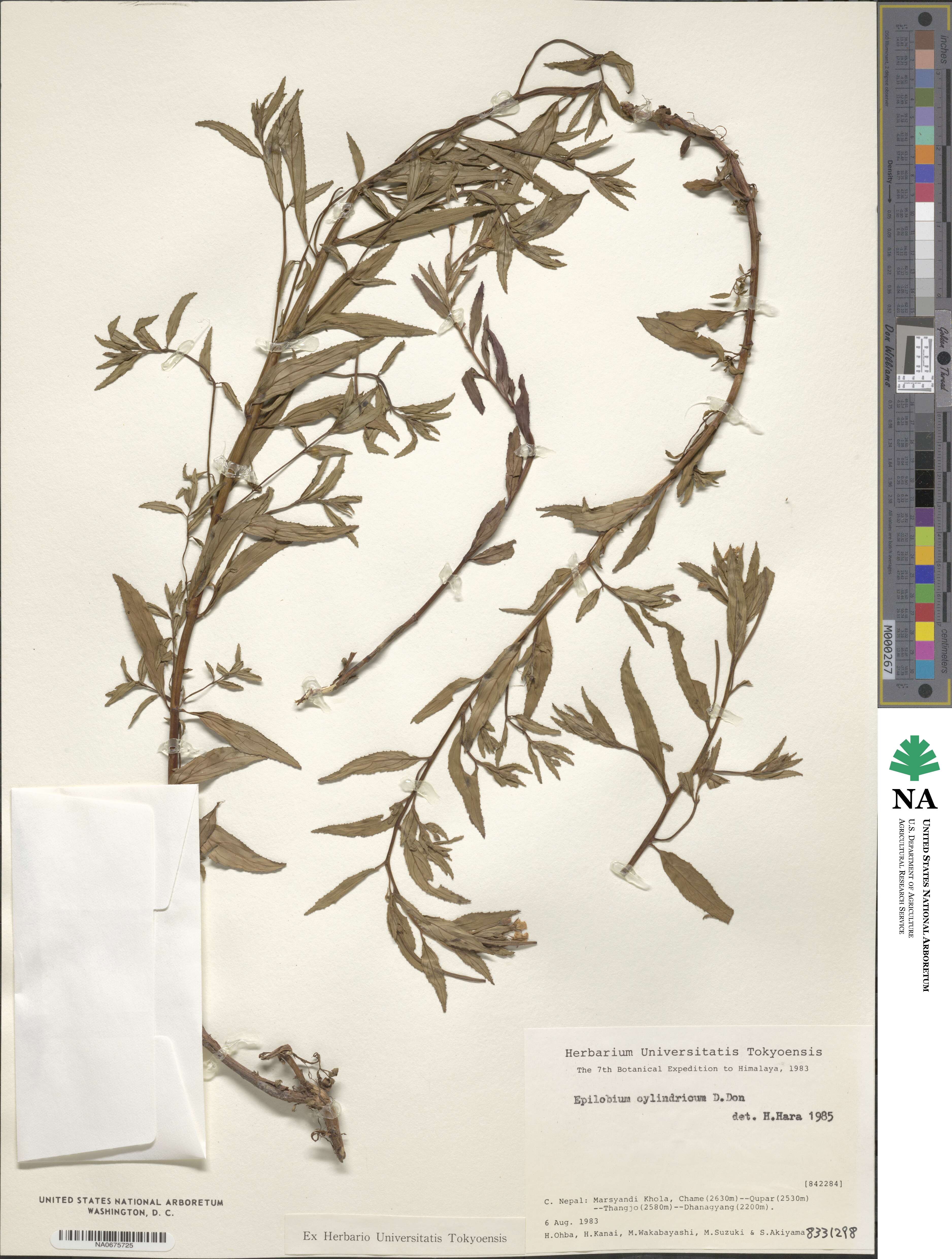 Epilobium cylindricum image