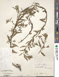 Image of Epilobium cylindricum