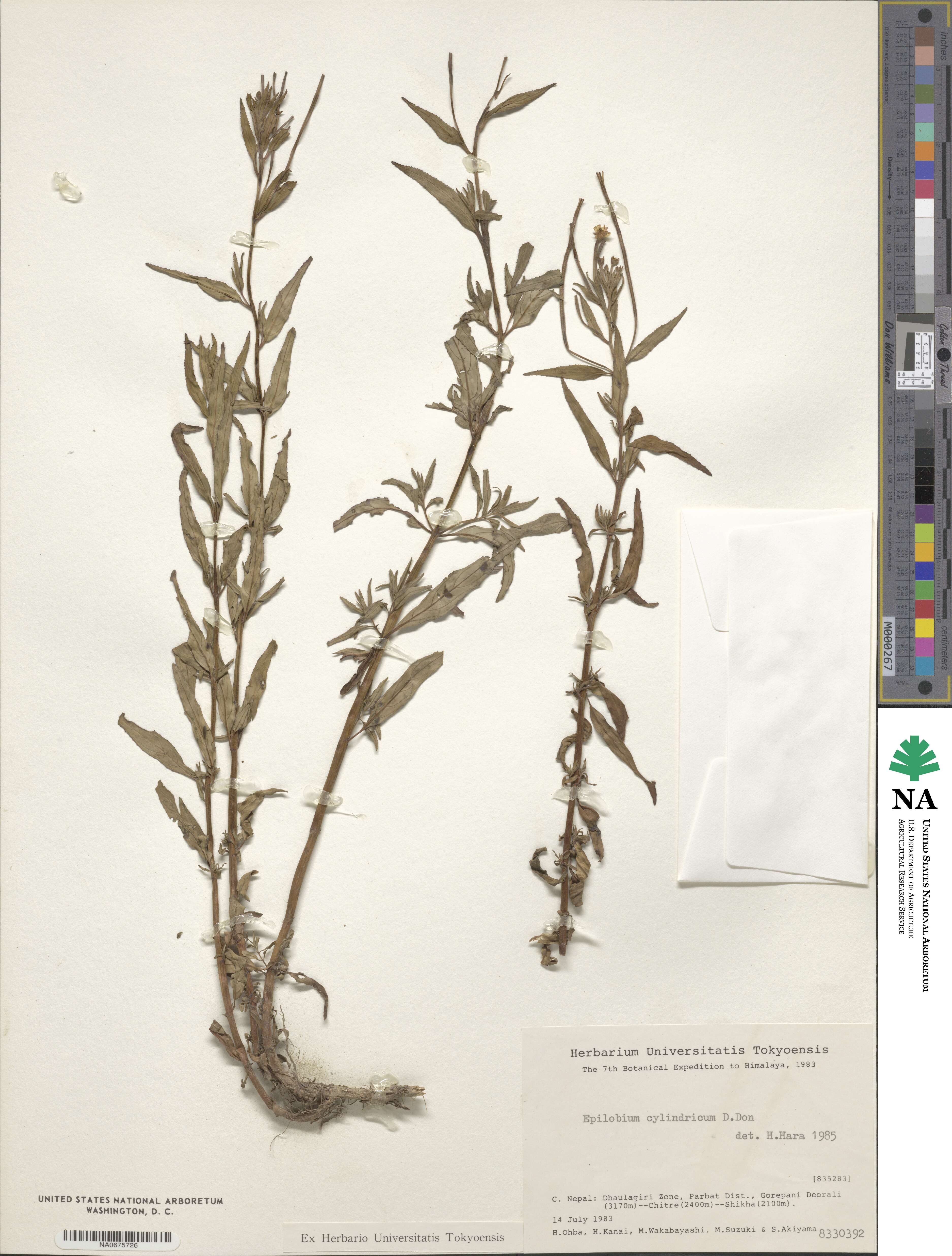 Epilobium cylindricum image