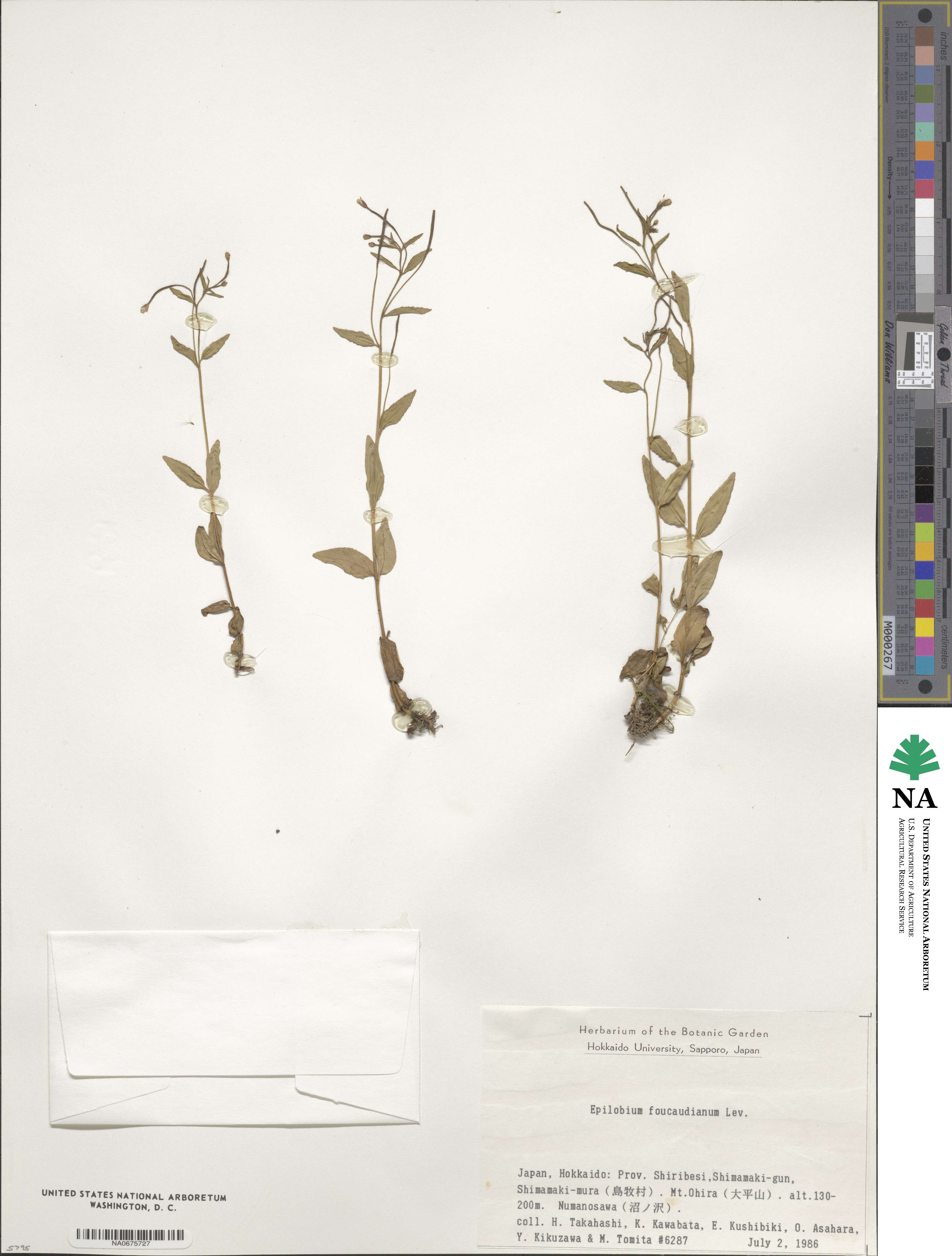 Epilobium hornemannii image