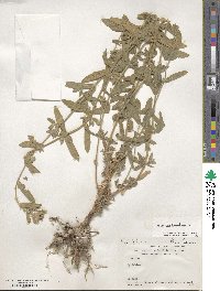 Epilobium hirsutum image