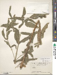 Epilobium hirsutum image