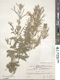 Epilobium hirsutum image