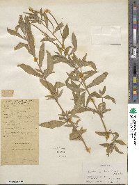 Epilobium hirsutum image