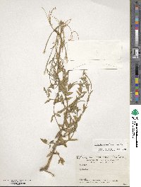 Image of Epilobium minutiflorum