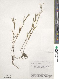 Epilobium palustre image