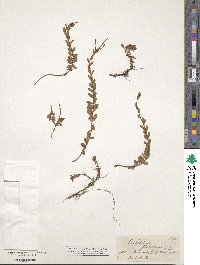 Image of Epilobium glabellum