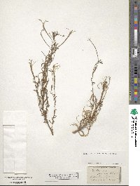 Epilobium billardierianum subsp. cinereum image