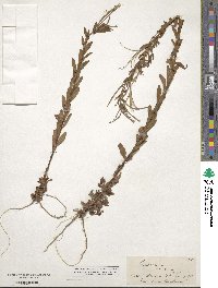 Epilobium billardierianum subsp. cinereum image