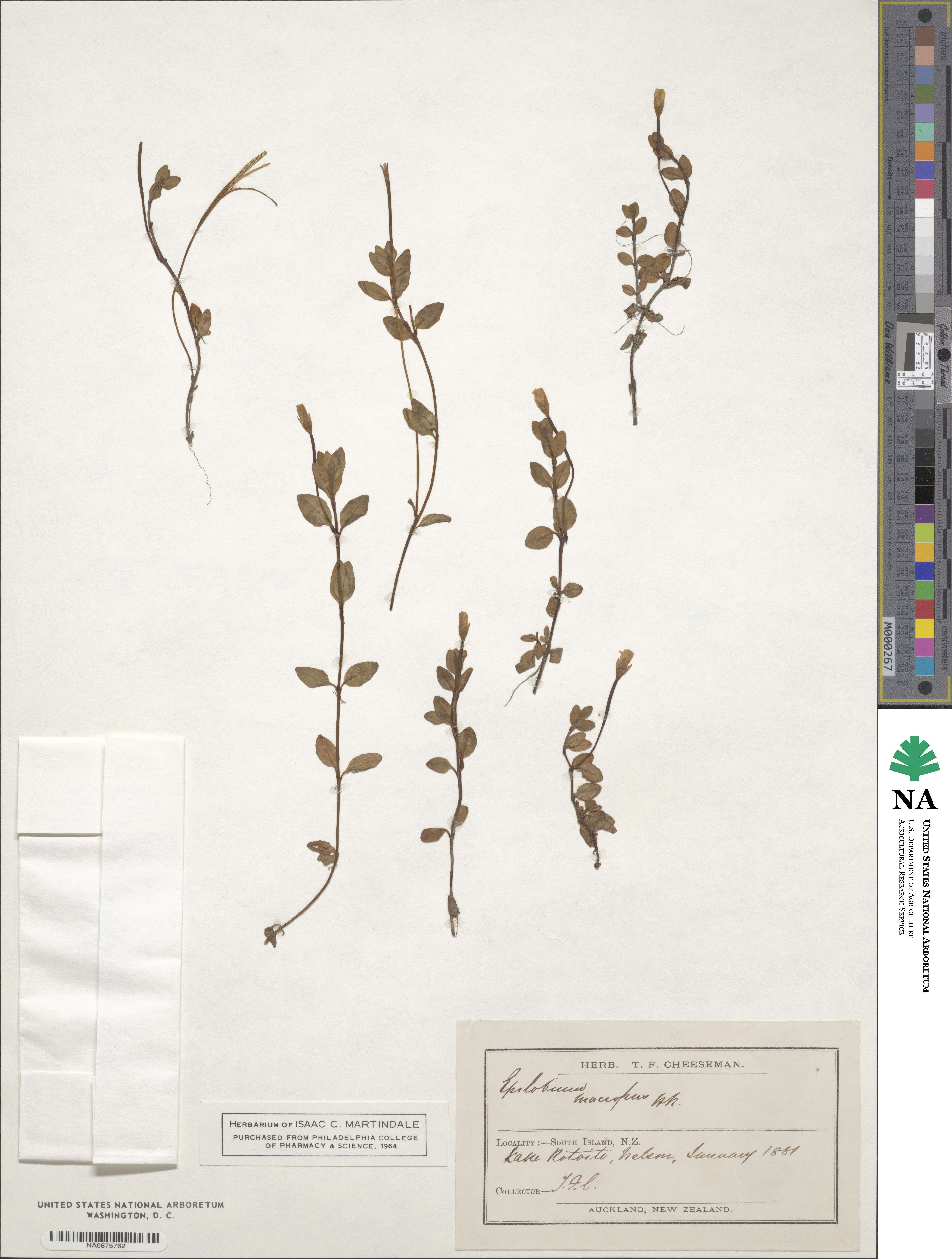 Epilobium macropus image