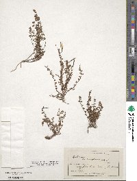 Epilobium microphyllum image