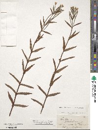 Image of Epilobium pallidiflorum