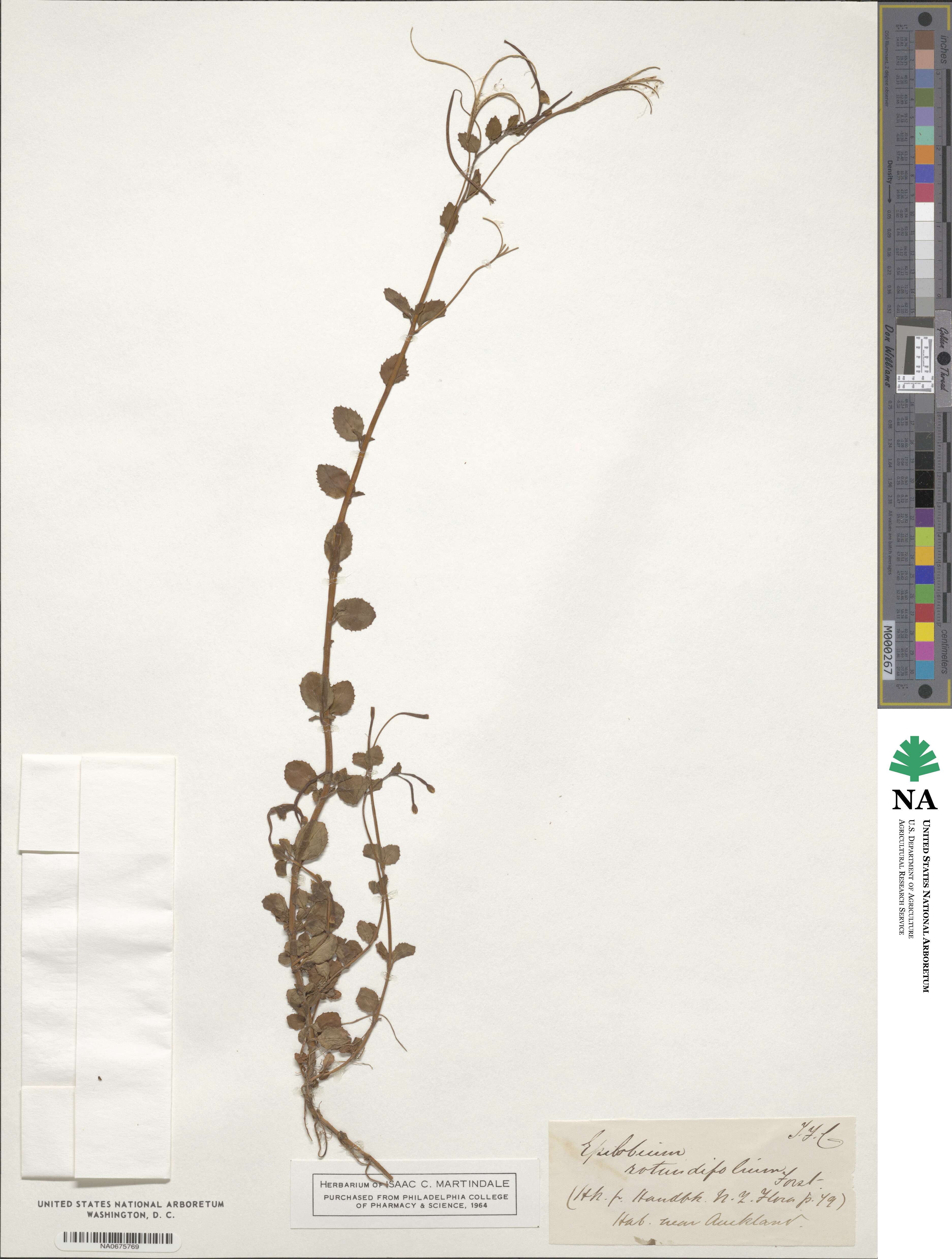 Epilobium rotundifolium image