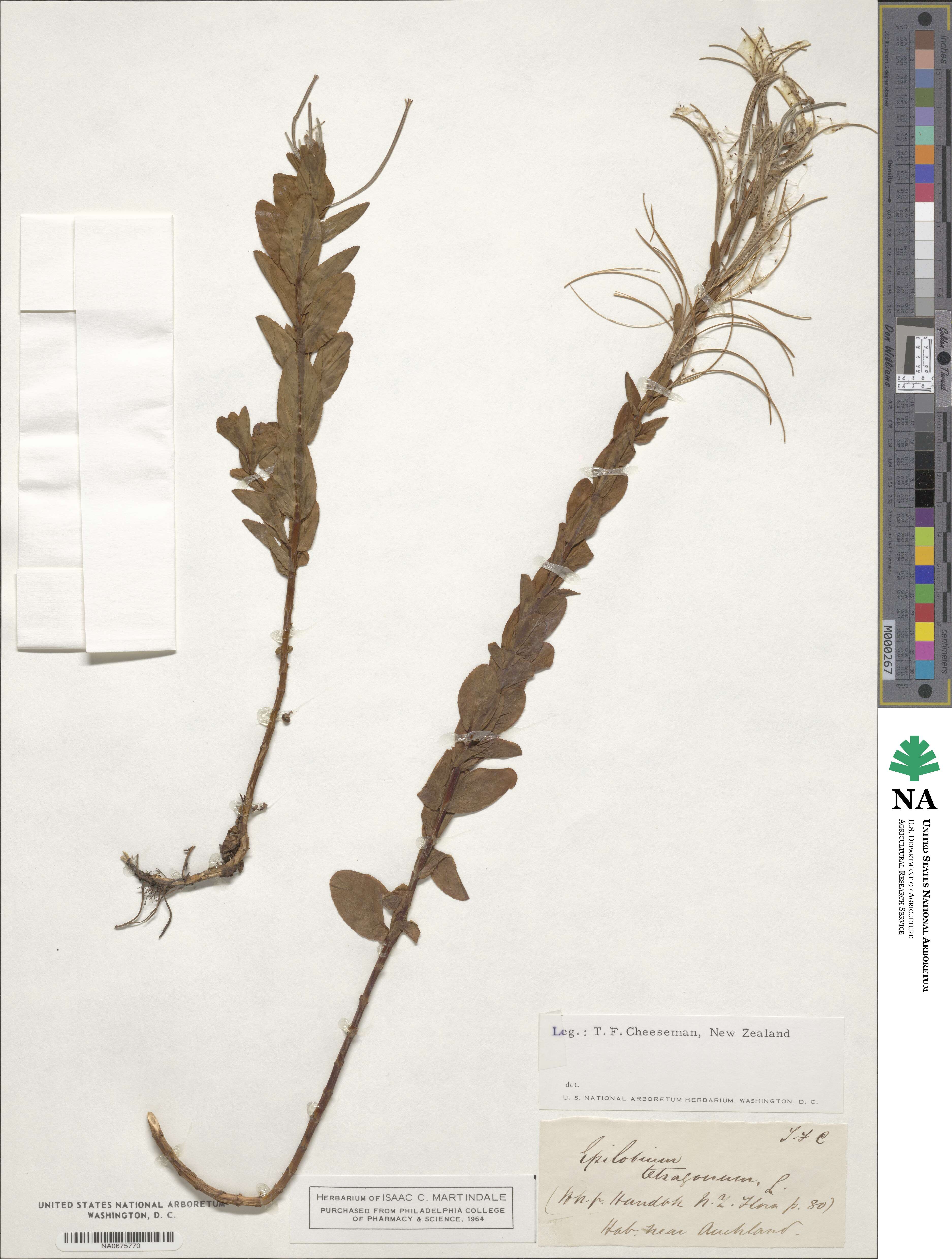 Epilobium tetragonum image