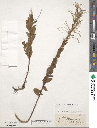 Epilobium tetragonum image