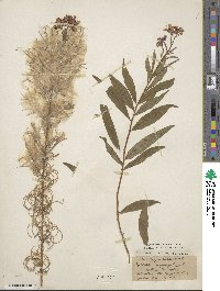 Epilobium angustifolium image