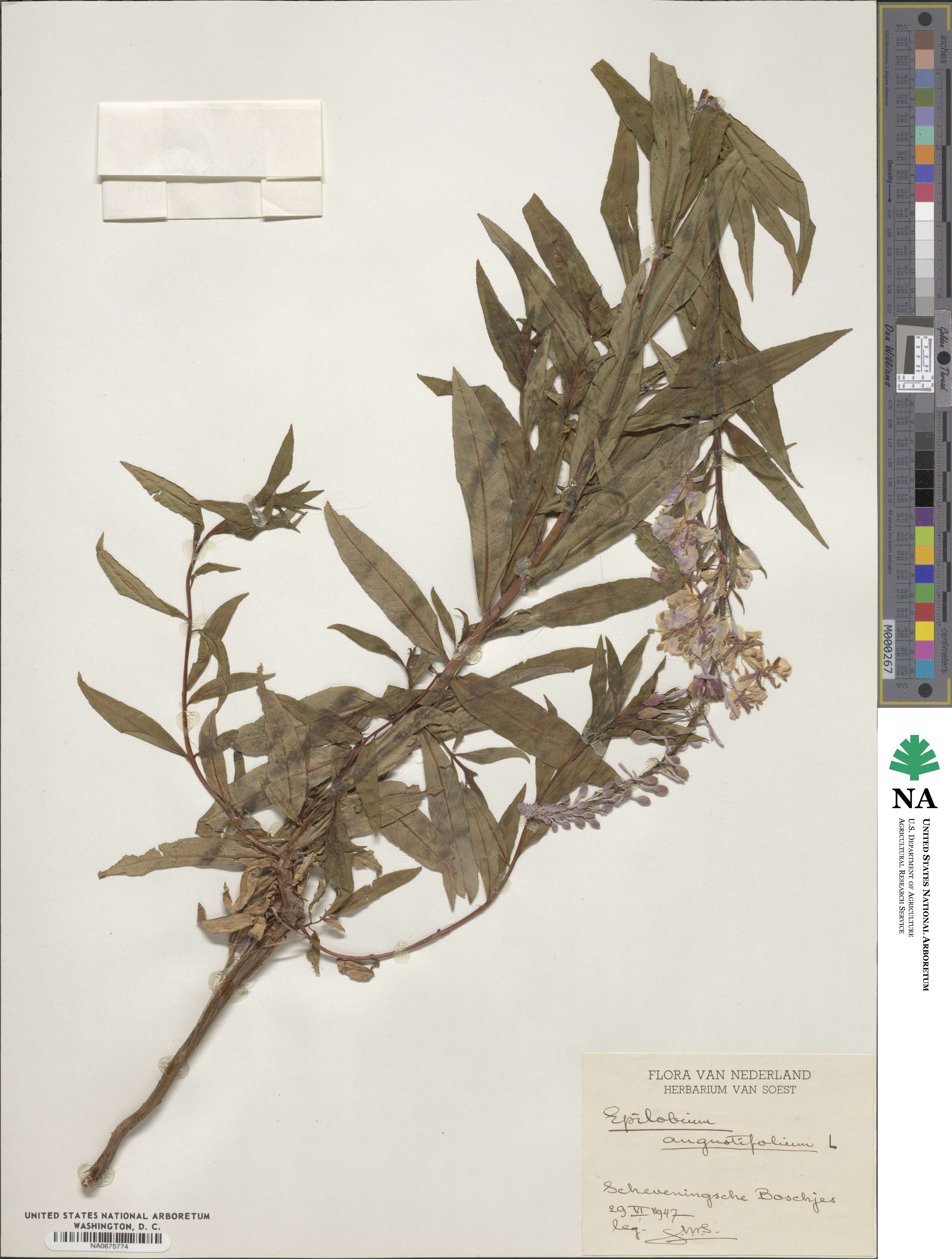 Epilobium angustifolium image