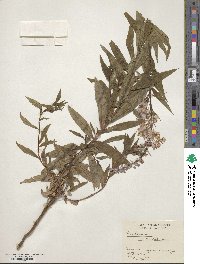 Epilobium angustifolium image