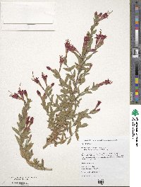 Epilobium canum image