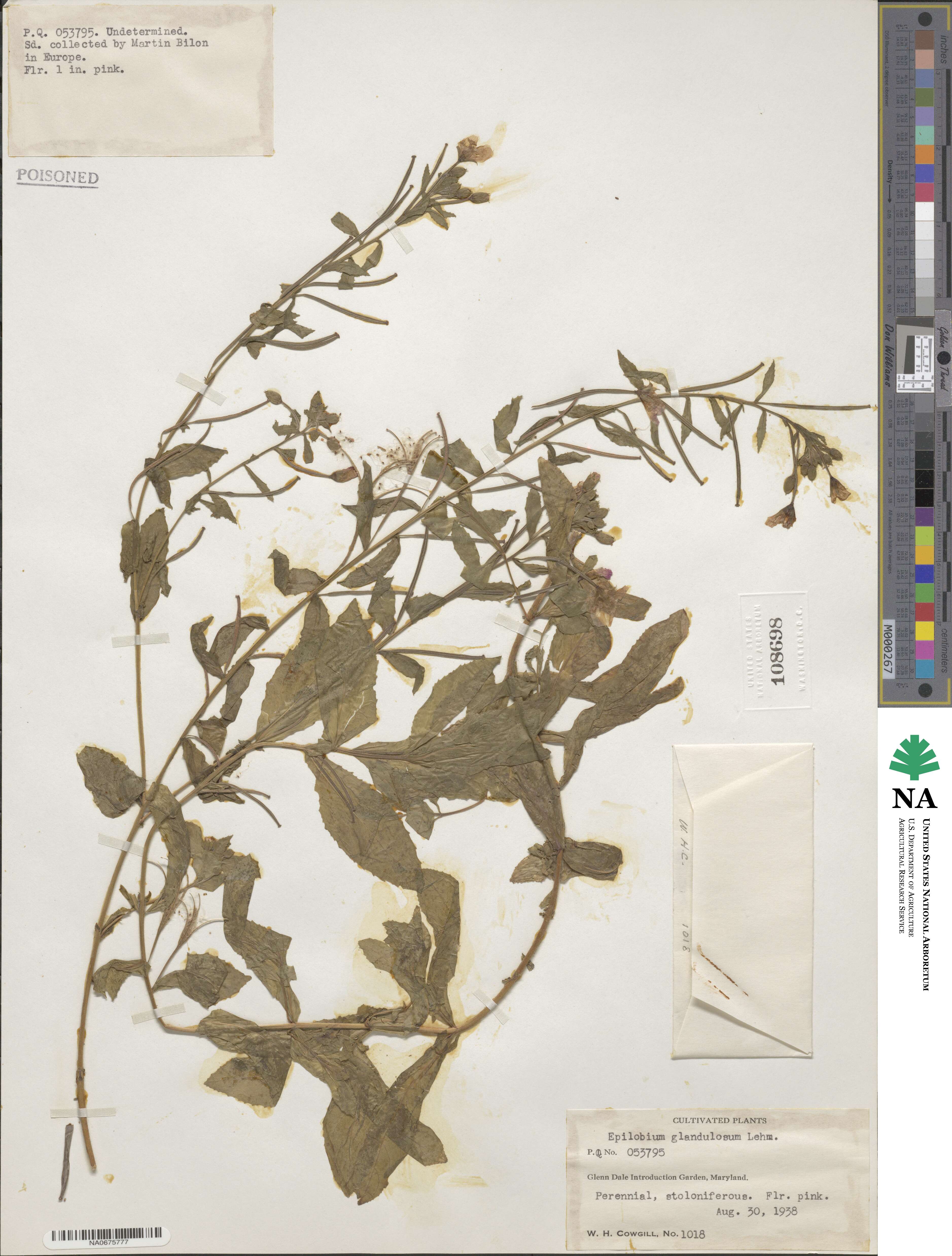 Epilobium ciliatum subsp. glandulosum image