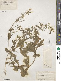 Epilobium ciliatum subsp. glandulosum image