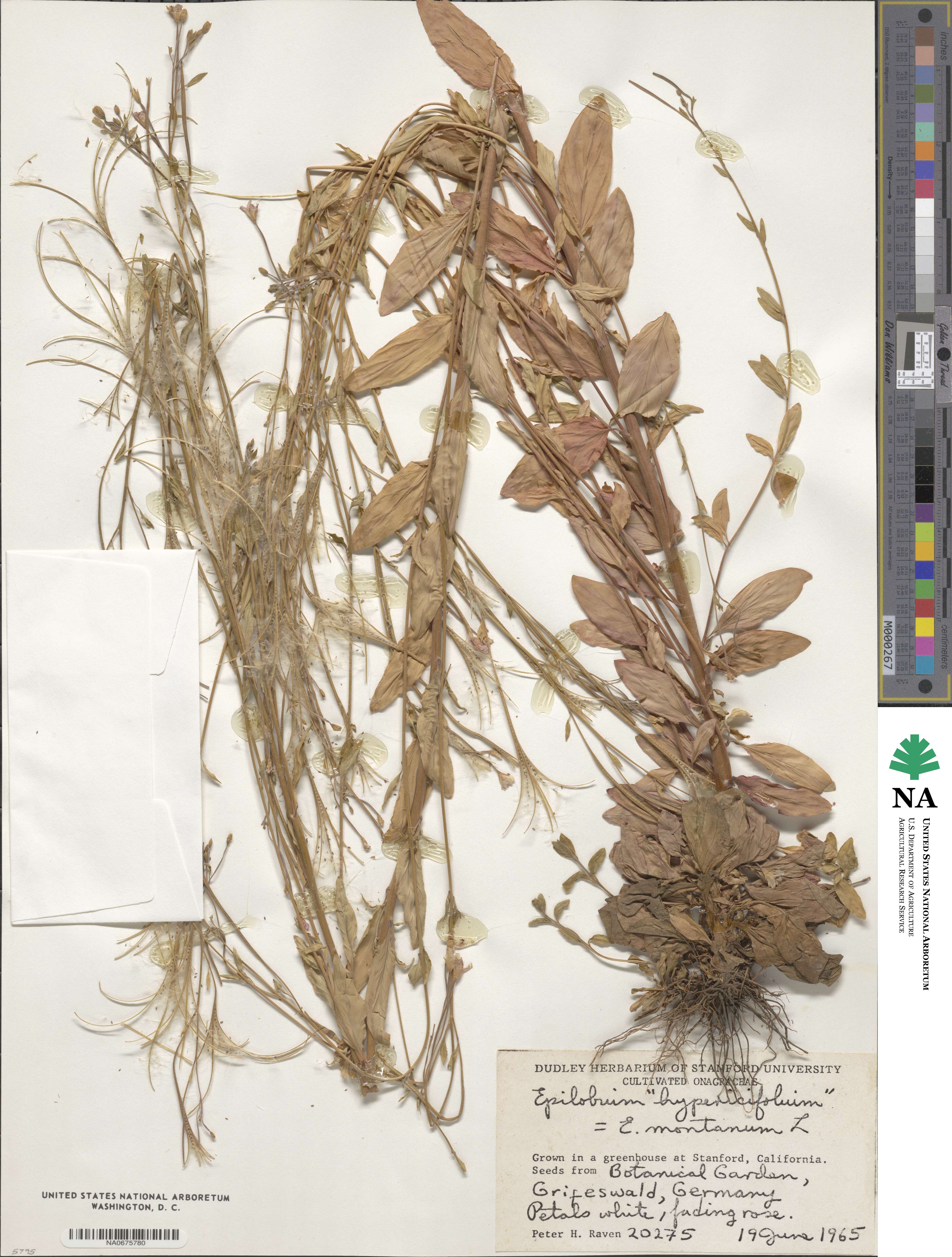 Epilobium montanum image