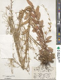 Epilobium montanum image