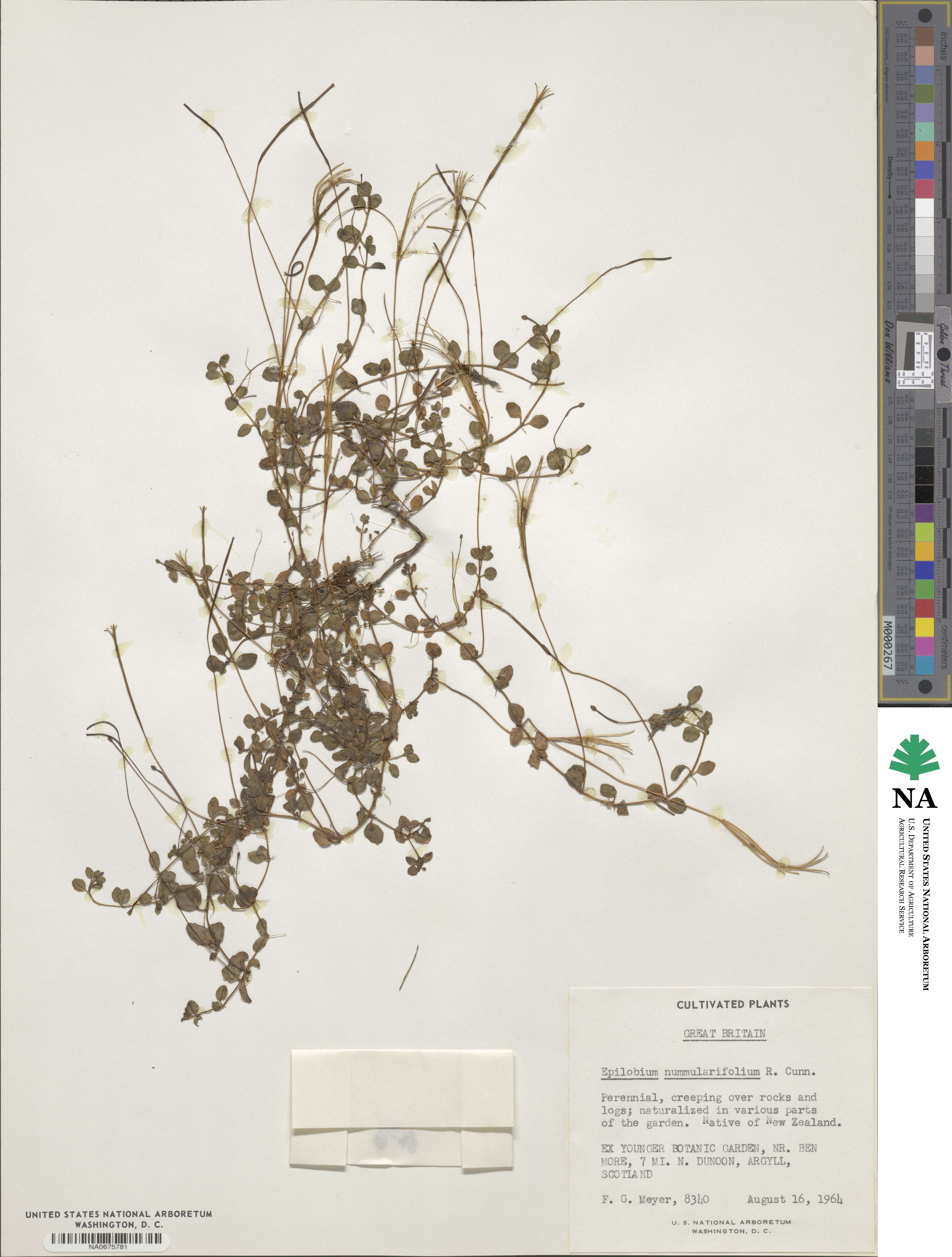 Epilobium nummularifolium image