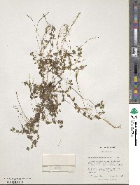 Epilobium nummularifolium image