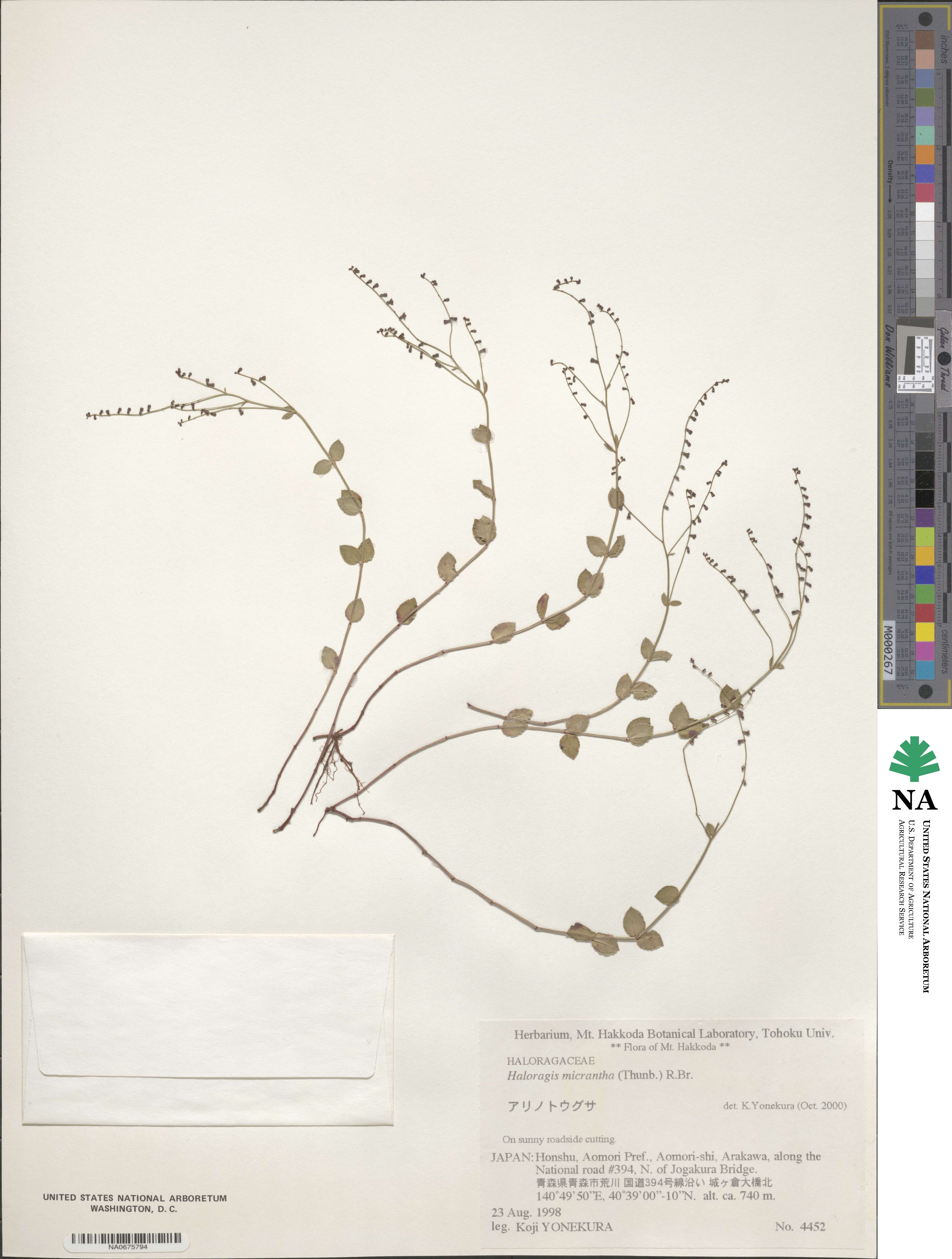 Gonocarpus image