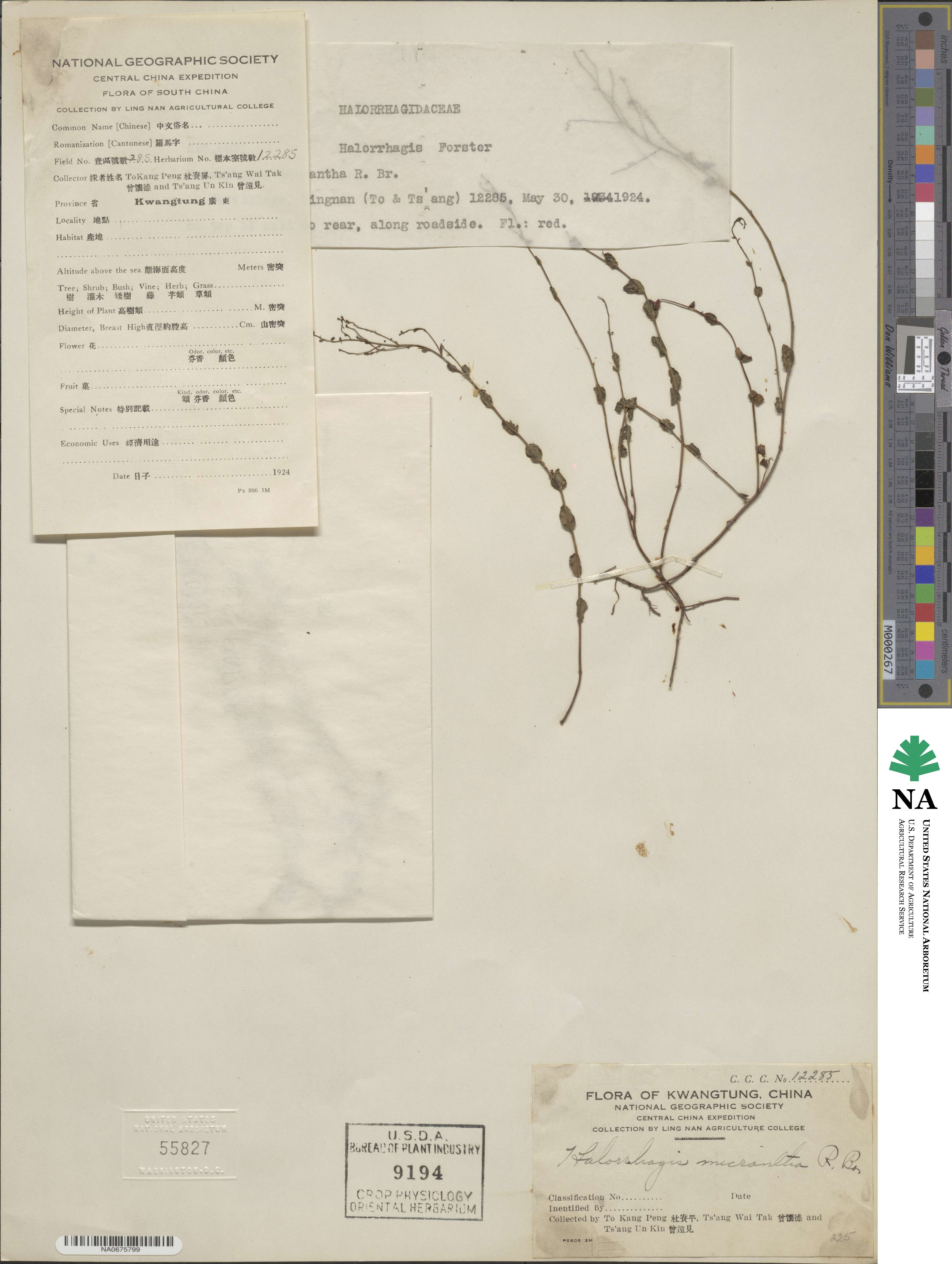 Gonocarpus image